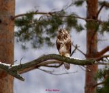 Mäusebussard0023